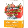 فیلم آموزشی کشت گوجه فرنگی در گلخانه و مزرعه ( فضای باز )
