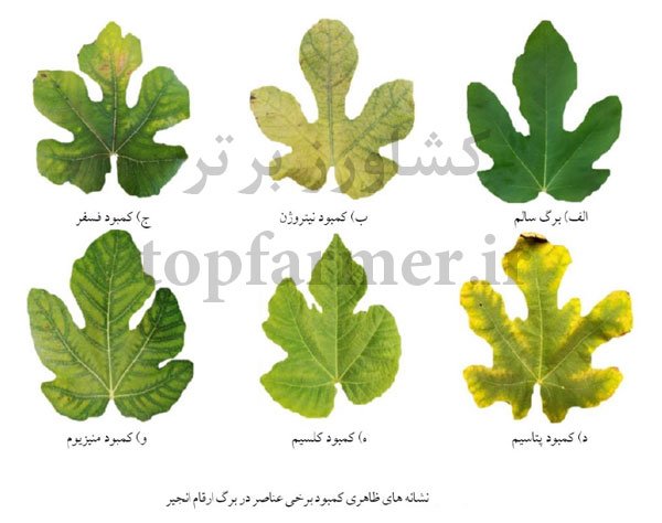 انجیر مشکی و کاشت انجیر مشکی ( انجیر سیاه ) انجیر مشکی و کاشت انجیر مشکی ( انجیر سیاه )