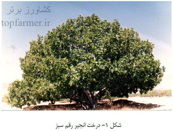 هرس درخت انجیر و انواع هرس انجیر هرس درخت انجیر و انواع هرس انجیر