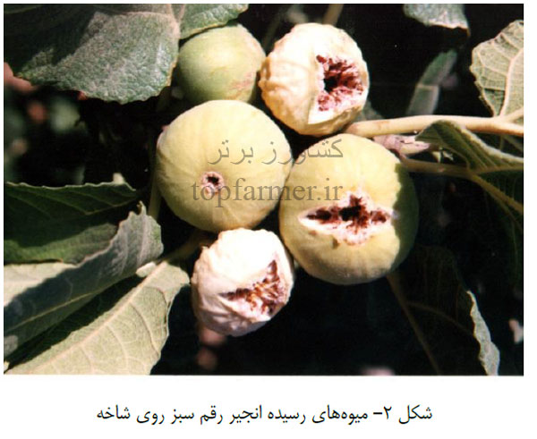 هرس درخت انجیر و انواع هرس انجیر هرس درخت انجیر و انواع هرس انجیر