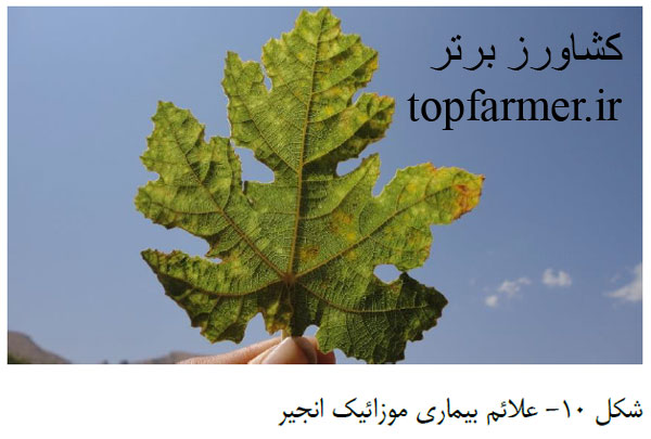 کاشت انجیر و انتخاب رقم و پایه انجیر برای احداث باغ انجیر کاشت انجیر و انتخاب رقم و پایه انجیر برای احداث باغ انجیر