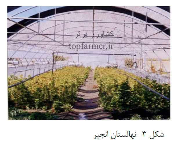 کاشت انجیر و انتخاب رقم و پایه انجیر برای احداث باغ انجیر کاشت انجیر و انتخاب رقم و پایه انجیر برای احداث باغ انجیر
