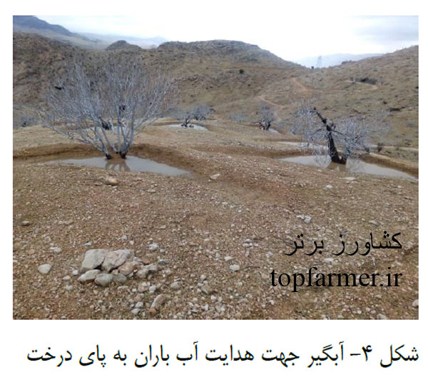 کاشت انجیر و انتخاب رقم و پایه انجیر برای احداث باغ انجیر کاشت انجیر و انتخاب رقم و پایه انجیر برای احداث باغ انجیر