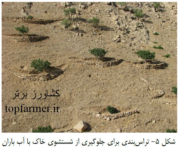 کاشت انجیر و انتخاب رقم و پایه انجیر برای احداث باغ انجیر کاشت انجیر و انتخاب رقم و پایه انجیر برای احداث باغ انجیر