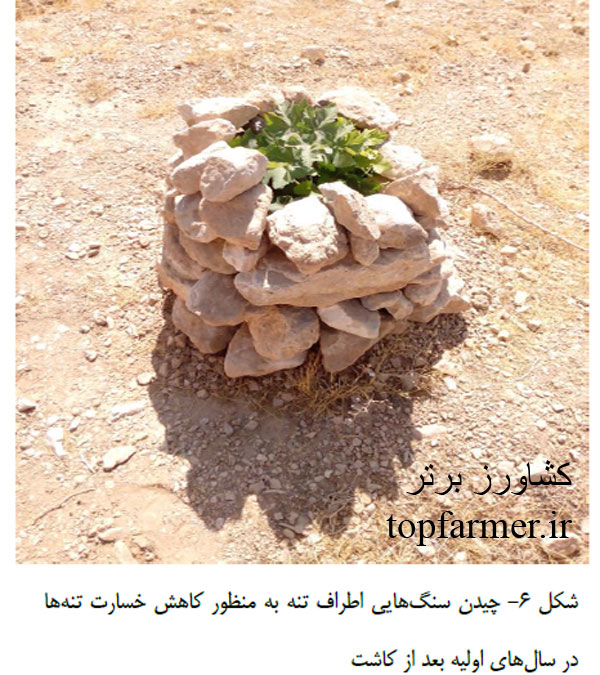 کاشت انجیر و انتخاب رقم و پایه انجیر برای احداث باغ انجیر کاشت انجیر و انتخاب رقم و پایه انجیر برای احداث باغ انجیر