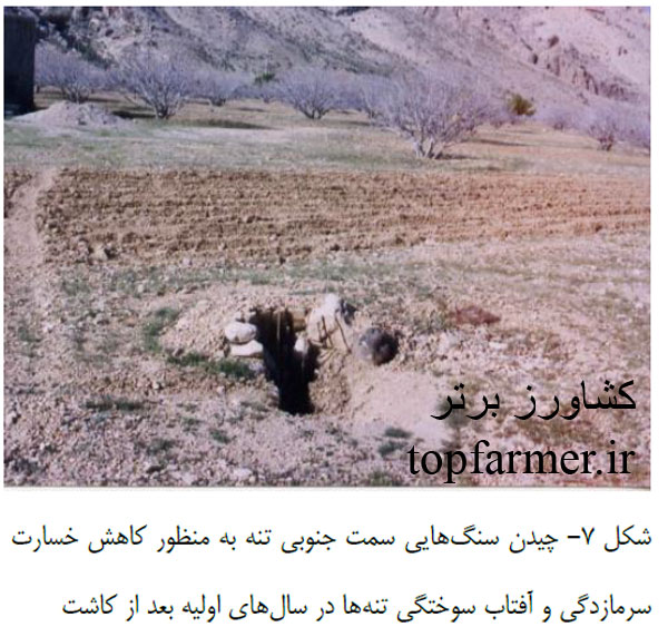 کاشت انجیر و انتخاب رقم و پایه انجیر برای احداث باغ انجیر کاشت انجیر و انتخاب رقم و پایه انجیر برای احداث باغ انجیر