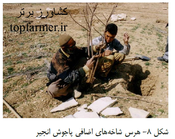 کاشت انجیر و انتخاب رقم و پایه انجیر برای احداث باغ انجیر کاشت انجیر و انتخاب رقم و پایه انجیر برای احداث باغ انجیر
