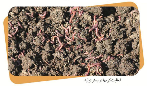 ورمی کمپوست چیست؟ ورمی کمپوست چیست؟