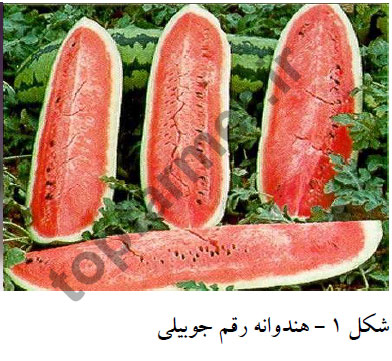 هندوانه رقم جوبیلی هندوانه رقم جوبیلی