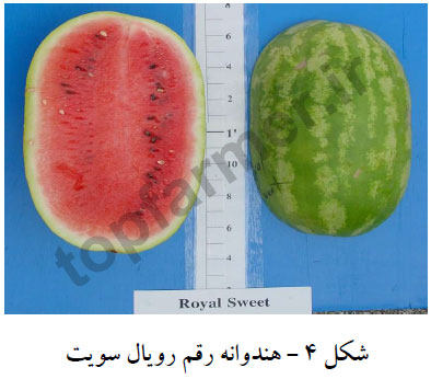 هندوانه رقم رویال سویت هندوانه رقم رویال سویت