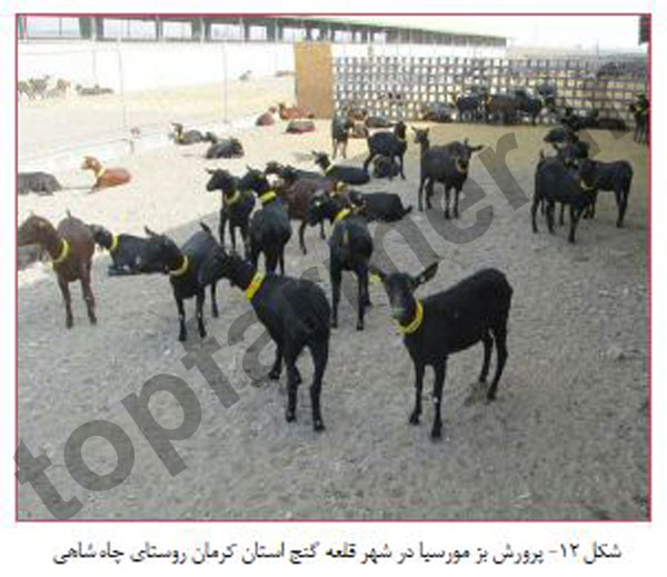 بز مورسیا, بز مرسیا, تاریخچه نژاد بز مورسیا, منشا پیدایش بز مورسیا, مشخصات ظاهری بز مورسیا, خصوصیات رفتاری بز مورسیا, خصوصیات تولیدمثلی بز مورسیا, خصوصیات تولیدی بز مورسیا, شیرواری بز مورسیا بز مورسیا, بز مرسیا, تاریخچه نژاد بز مورسیا, منشا پیدایش بز مورسیا, مشخصات ظاهری بز مورسیا, خصوصیات رفتاری بز مورسیا, خصوصیات تولیدمثلی بز مورسیا, خصوصیات تولیدی بز مورسیا, شیرواری بز مورسیا