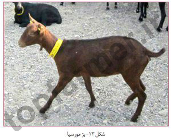 بز مورسیا, بز مرسیا, تاریخچه نژاد بز مورسیا, منشا پیدایش بز مورسیا, مشخصات ظاهری بز مورسیا, خصوصیات رفتاری بز مورسیا, خصوصیات تولیدمثلی بز مورسیا, خصوصیات تولیدی بز مورسیا, شیرواری بز مورسیا بز مورسیا, بز مرسیا, تاریخچه نژاد بز مورسیا, منشا پیدایش بز مورسیا, مشخصات ظاهری بز مورسیا, خصوصیات رفتاری بز مورسیا, خصوصیات تولیدمثلی بز مورسیا, خصوصیات تولیدی بز مورسیا, شیرواری بز مورسیا