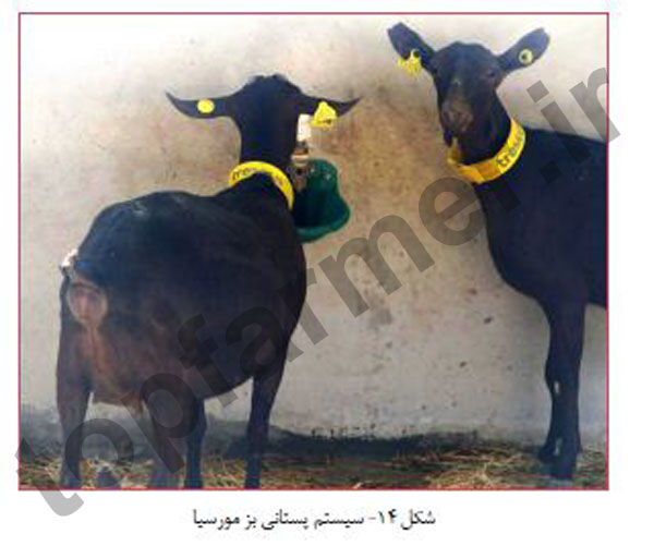 بز مورسیا, بز مرسیا, تاریخچه نژاد بز مورسیا, منشا پیدایش بز مورسیا, مشخصات ظاهری بز مورسیا, خصوصیات رفتاری بز مورسیا, خصوصیات تولیدمثلی بز مورسیا, خصوصیات تولیدی بز مورسیا, شیرواری بز مورسیا بز مورسیا, بز مرسیا, تاریخچه نژاد بز مورسیا, منشا پیدایش بز مورسیا, مشخصات ظاهری بز مورسیا, خصوصیات رفتاری بز مورسیا, خصوصیات تولیدمثلی بز مورسیا, خصوصیات تولیدی بز مورسیا, شیرواری بز مورسیا