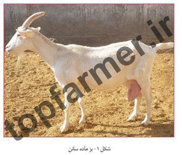 بز سانن, پرورش بز سانن, خصوصیات تولیدی بز سانن, شیرواری بز سانن, تاریخچه بز سانن, منشا پیدایش بز سانن, مشخصات ظاهری بز سانن, خصوصیات رفتاری بز سانن, خصوصیات تولیدمثلی بز سانن, عکس بز سانن, تصویر بز سانن بز سانن, پرورش بز سانن, خصوصیات تولیدی بز سانن, شیرواری بز سانن, تاریخچه بز سانن, منشا پیدایش بز سانن, مشخصات ظاهری بز سانن, خصوصیات رفتاری بز سانن, خصوصیات تولیدمثلی بز سانن, عکس بز سانن, تصویر بز سانن