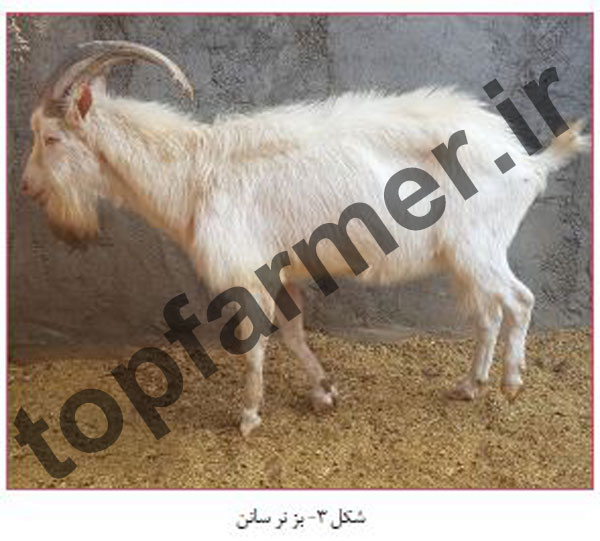 بز سانن, پرورش بز سانن, خصوصیات تولیدی بز سانن, شیرواری بز سانن, تاریخچه بز سانن, منشا پیدایش بز سانن, مشخصات ظاهری بز سانن, خصوصیات رفتاری بز سانن, خصوصیات تولیدمثلی بز سانن, عکس بز سانن, تصویر بز سانن بز سانن, پرورش بز سانن, خصوصیات تولیدی بز سانن, شیرواری بز سانن, تاریخچه بز سانن, منشا پیدایش بز سانن, مشخصات ظاهری بز سانن, خصوصیات رفتاری بز سانن, خصوصیات تولیدمثلی بز سانن, عکس بز سانن, تصویر بز سانن