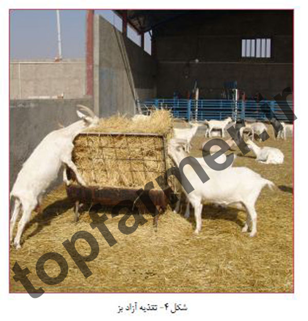 بز سانن, پرورش بز سانن, خصوصیات تولیدی بز سانن, شیرواری بز سانن, تاریخچه بز سانن, منشا پیدایش بز سانن, مشخصات ظاهری بز سانن, خصوصیات رفتاری بز سانن, خصوصیات تولیدمثلی بز سانن, عکس بز سانن, تصویر بز سانن بز سانن, پرورش بز سانن, خصوصیات تولیدی بز سانن, شیرواری بز سانن, تاریخچه بز سانن, منشا پیدایش بز سانن, مشخصات ظاهری بز سانن, خصوصیات رفتاری بز سانن, خصوصیات تولیدمثلی بز سانن, عکس بز سانن, تصویر بز سانن