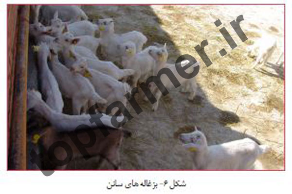 بز سانن, پرورش بز سانن, خصوصیات تولیدی بز سانن, شیرواری بز سانن, تاریخچه بز سانن, منشا پیدایش بز سانن, مشخصات ظاهری بز سانن, خصوصیات رفتاری بز سانن, خصوصیات تولیدمثلی بز سانن, عکس بز سانن, تصویر بز سانن بز سانن, پرورش بز سانن, خصوصیات تولیدی بز سانن, شیرواری بز سانن, تاریخچه بز سانن, منشا پیدایش بز سانن, مشخصات ظاهری بز سانن, خصوصیات رفتاری بز سانن, خصوصیات تولیدمثلی بز سانن, عکس بز سانن, تصویر بز سانن