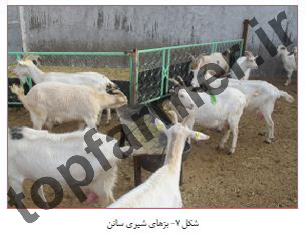 بز سانن, پرورش بز سانن, خصوصیات تولیدی بز سانن, شیرواری بز سانن, تاریخچه بز سانن, منشا پیدایش بز سانن, مشخصات ظاهری بز سانن, خصوصیات رفتاری بز سانن, خصوصیات تولیدمثلی بز سانن, عکس بز سانن, تصویر بز سانن بز سانن, پرورش بز سانن, خصوصیات تولیدی بز سانن, شیرواری بز سانن, تاریخچه بز سانن, منشا پیدایش بز سانن, مشخصات ظاهری بز سانن, خصوصیات رفتاری بز سانن, خصوصیات تولیدمثلی بز سانن, عکس بز سانن, تصویر بز سانن