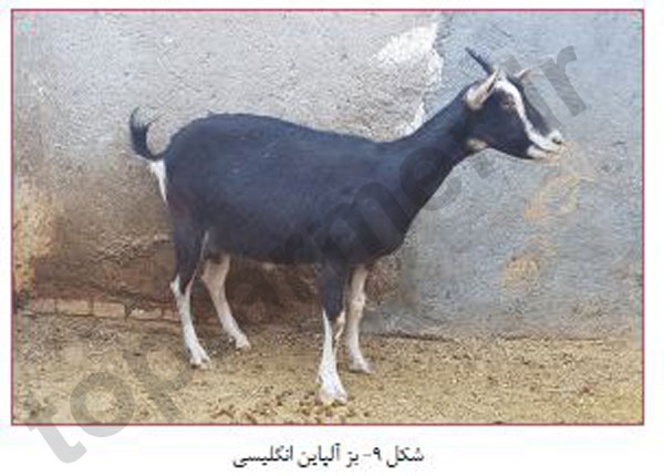 بز آلپاین, بز الپاین, بز نژاد آلپاین آمریکایی, بز نژاد آلپاین انگلیسی, بز نژاد آلپاین فرانسه, بز نژاد آلپاین صخره ای, بز نژاد آلپاین سوئیسی, مشخصات ظاهری بز آلپاین, خصوصیات رفتاری بز آلپاین, خصوصیات تولیدمثلی بز آلپاین, خصوصیات تولیدی و شیرواری بز آلپاین, تاریخچه بز آلپاین, منش پیدایش بز آلپاین بز آلپاین, بز الپاین, بز نژاد آلپاین آمریکایی, بز نژاد آلپاین انگلیسی, بز نژاد آلپاین فرانسه, بز نژاد آلپاین صخره ای, بز نژاد آلپاین سوئیسی, مشخصات ظاهری بز آلپاین, خصوصیات رفتاری بز آلپاین, خصوصیات تولیدمثلی بز آلپاین, خصوصیات تولیدی و شیرواری بز آلپاین, تاریخچه بز آلپاین, منش پیدایش بز آلپاین