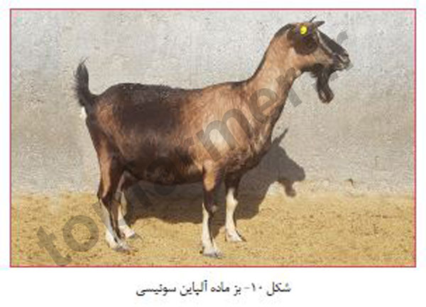 بز آلپاین, بز الپاین, بز نژاد آلپاین آمریکایی, بز نژاد آلپاین انگلیسی, بز نژاد آلپاین فرانسه, بز نژاد آلپاین صخره ای, بز نژاد آلپاین سوئیسی, مشخصات ظاهری بز آلپاین, خصوصیات رفتاری بز آلپاین, خصوصیات تولیدمثلی بز آلپاین, خصوصیات تولیدی و شیرواری بز آلپاین, تاریخچه بز آلپاین, منش پیدایش بز آلپاین بز آلپاین, بز الپاین, بز نژاد آلپاین آمریکایی, بز نژاد آلپاین انگلیسی, بز نژاد آلپاین فرانسه, بز نژاد آلپاین صخره ای, بز نژاد آلپاین سوئیسی, مشخصات ظاهری بز آلپاین, خصوصیات رفتاری بز آلپاین, خصوصیات تولیدمثلی بز آلپاین, خصوصیات تولیدی و شیرواری بز آلپاین, تاریخچه بز آلپاین, منش پیدایش بز آلپاین