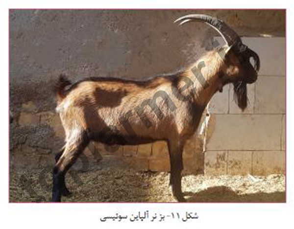 بز آلپاین, بز الپاین, بز نژاد آلپاین آمریکایی, بز نژاد آلپاین انگلیسی, بز نژاد آلپاین فرانسه, بز نژاد آلپاین صخره ای, بز نژاد آلپاین سوئیسی, مشخصات ظاهری بز آلپاین, خصوصیات رفتاری بز آلپاین, خصوصیات تولیدمثلی بز آلپاین, خصوصیات تولیدی و شیرواری بز آلپاین, تاریخچه بز آلپاین, منش پیدایش بز آلپاین بز آلپاین, بز الپاین, بز نژاد آلپاین آمریکایی, بز نژاد آلپاین انگلیسی, بز نژاد آلپاین فرانسه, بز نژاد آلپاین صخره ای, بز نژاد آلپاین سوئیسی, مشخصات ظاهری بز آلپاین, خصوصیات رفتاری بز آلپاین, خصوصیات تولیدمثلی بز آلپاین, خصوصیات تولیدی و شیرواری بز آلپاین, تاریخچه بز آلپاین, منش پیدایش بز آلپاین