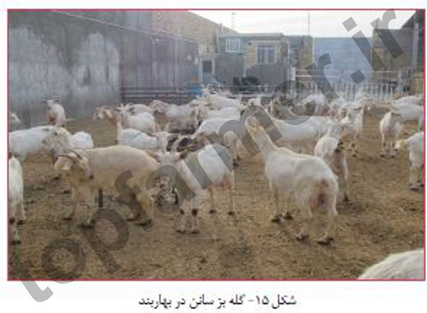 پرورش بز شیری, تغذیه بز شیری, پرورش بز سانن, تغذیه بز سانن, پرورش بز آلپاین, تغذیه بز آلپاین, پرورش بز مورسیا, تغذیه بز مورسیا پرورش بز شیری, تغذیه بز شیری, پرورش بز سانن, تغذیه بز سانن, پرورش بز آلپاین, تغذیه بز آلپاین, پرورش بز مورسیا, تغذیه بز مورسیا