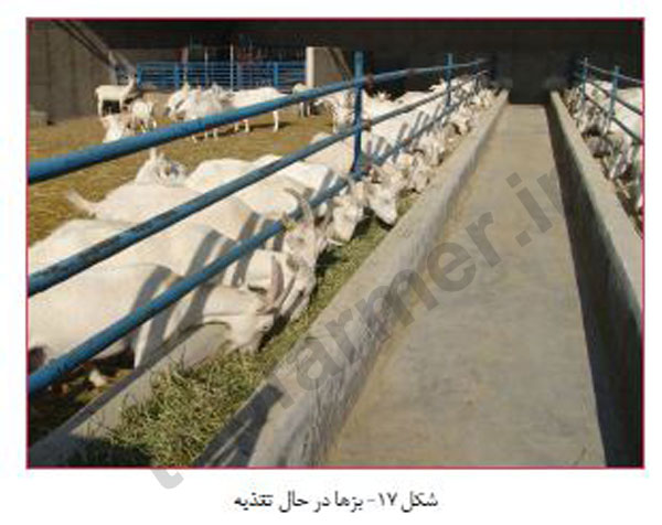 پرورش بز شیری, تغذیه بز شیری, پرورش بز سانن, تغذیه بز سانن, پرورش بز آلپاین, تغذیه بز آلپاین, پرورش بز مورسیا, تغذیه بز مورسیا پرورش بز شیری, تغذیه بز شیری, پرورش بز سانن, تغذیه بز سانن, پرورش بز آلپاین, تغذیه بز آلپاین, پرورش بز مورسیا, تغذیه بز مورسیا