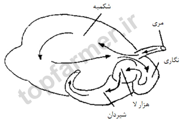 ساختار شکمبه و مسیر حرکت خوراک ساختار شکمبه و مسیر حرکت خوراک