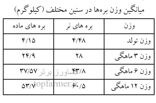 گوسفند افشاری و خصوصیات گوسفند افشاری گوسفند افشاری و خصوصیات گوسفند افشاری