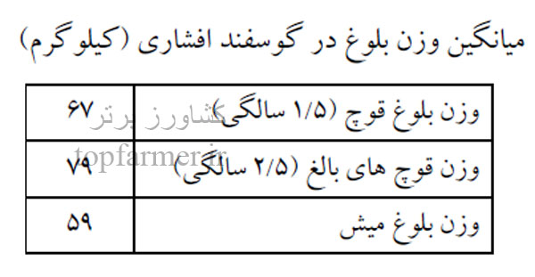 گوسفند افشاری و خصوصیات گوسفند افشاری گوسفند افشاری و خصوصیات گوسفند افشاری